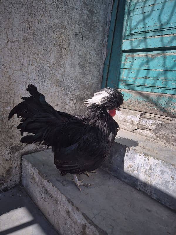 2 Black Polish Male 1 Brown polish female hen 0