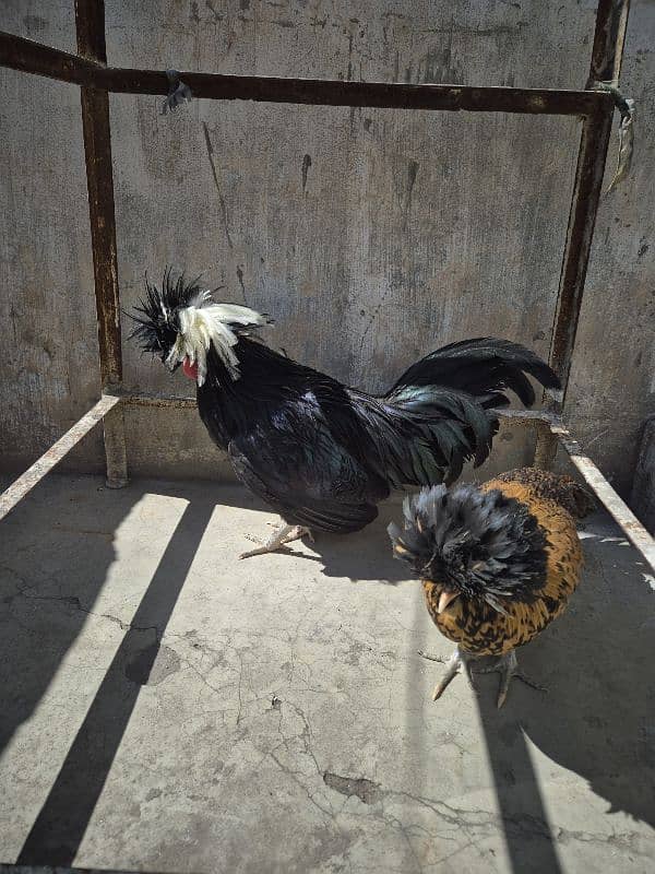 2 Black Polish Male 1 Brown polish female hen 1