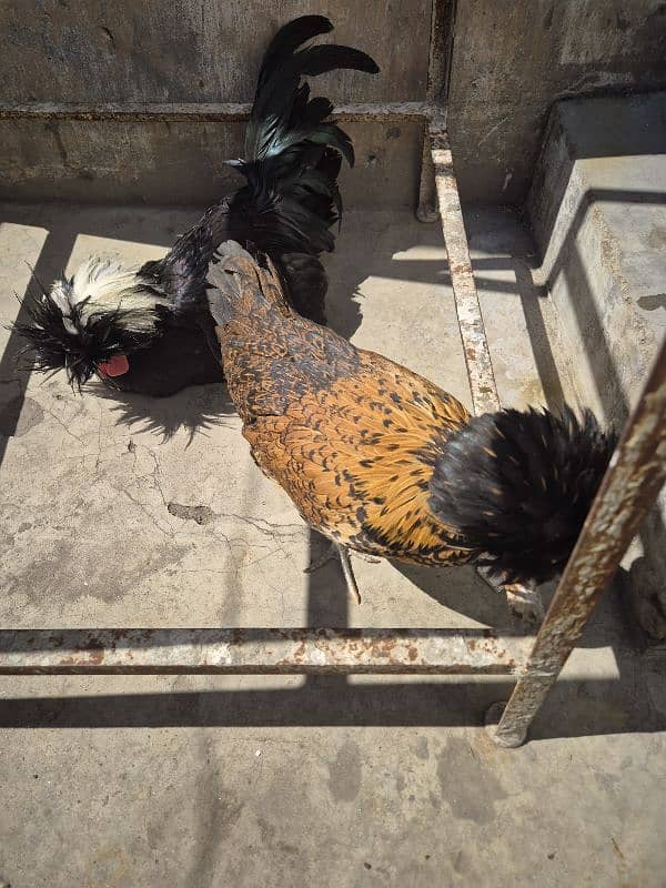 2 Black Polish Male 1 Brown polish female hen 2