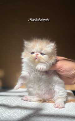 CFA peke peki female kittens.