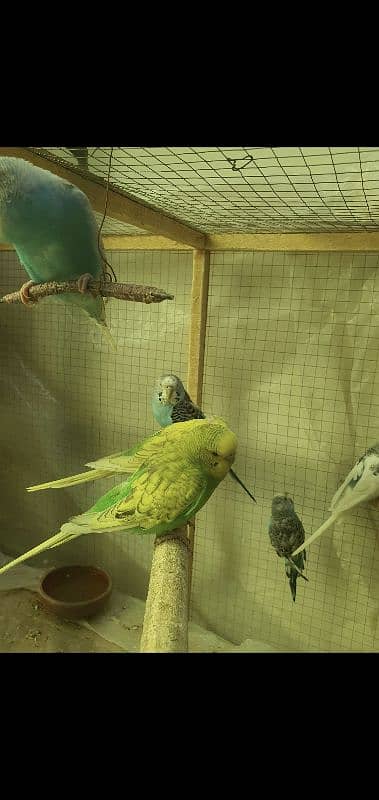 Parrots Cage( with houses) 1