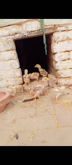 Pakistani Aseel 4 chicks for sale