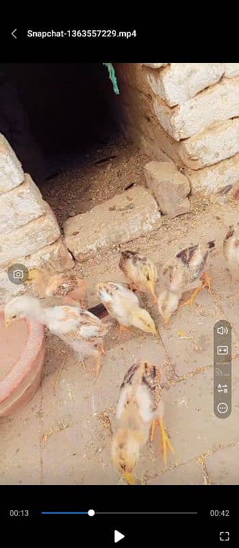 Pakistani Aseel 4 chicks for sale 2