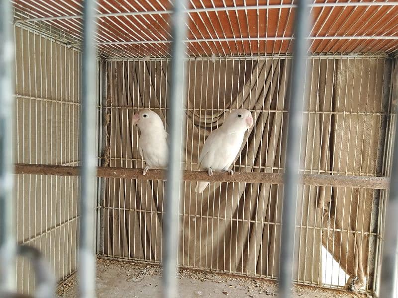 silver java , albino split and fawn java breeder pairs at best price 3