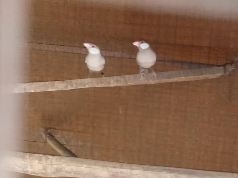 silver java , albino split and fawn java breeder pairs at best price 4