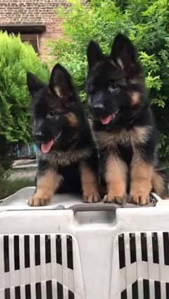 German shepherd puppies Double Coat Whatsapp 03221185228