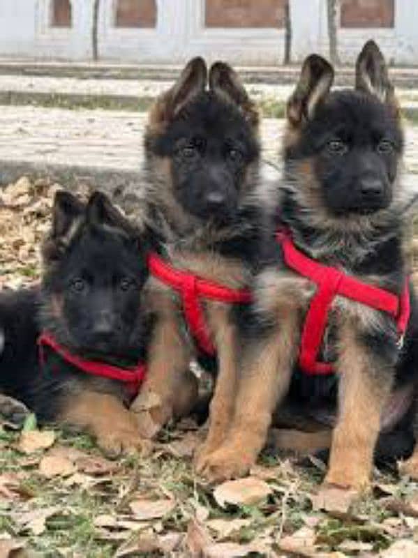 German shepherd puppies Double Coat Whatsapp 03221185228 1