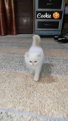 Himalayan female kitten