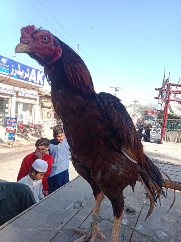 Aseel Murgha Mianwali Sindhi Cross 0