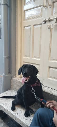 7 month puppy Labrador