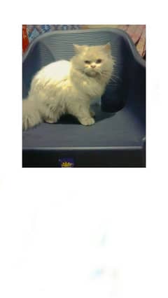 Cat Persian triple coated