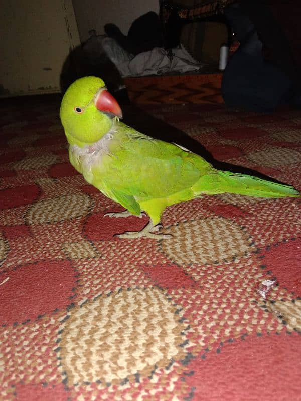 healthy aseel green parrot for sale 03170096371 0