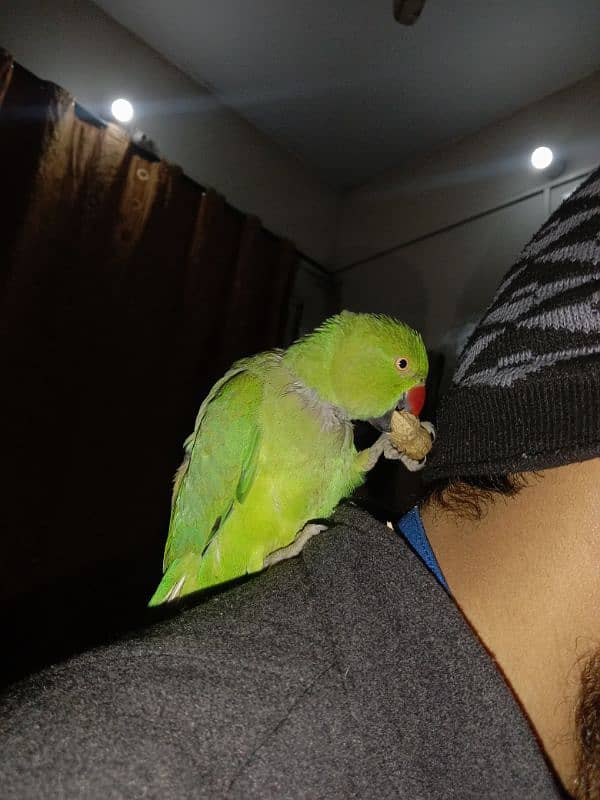 healthy aseel green parrot for sale 03170096371 1