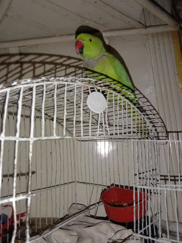 healthy aseel green parrot for sale 03170096371 2