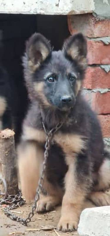 German shepherd puppies Double Coat Whatsapp 03221185228 1