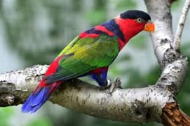 Black Cap Lory Talking Tamed