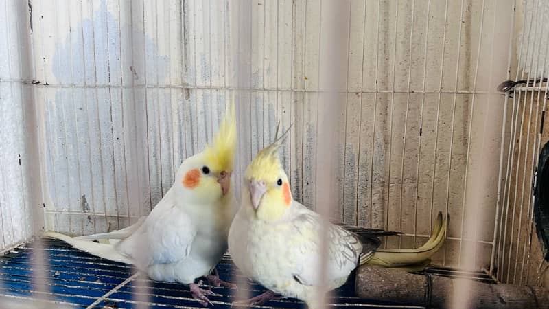 cocktail breeder Pair with cage 4