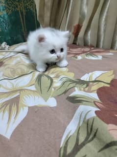 Persian kittens. . cat kittens