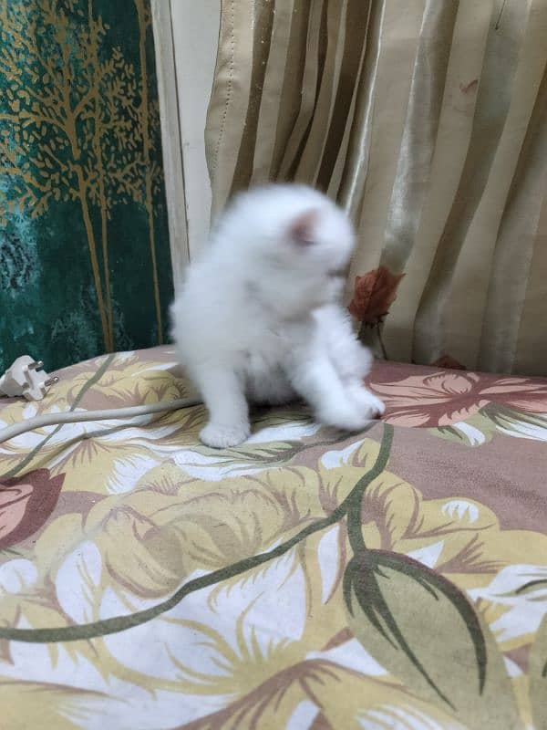 Persian kittens. . cat kittens 1