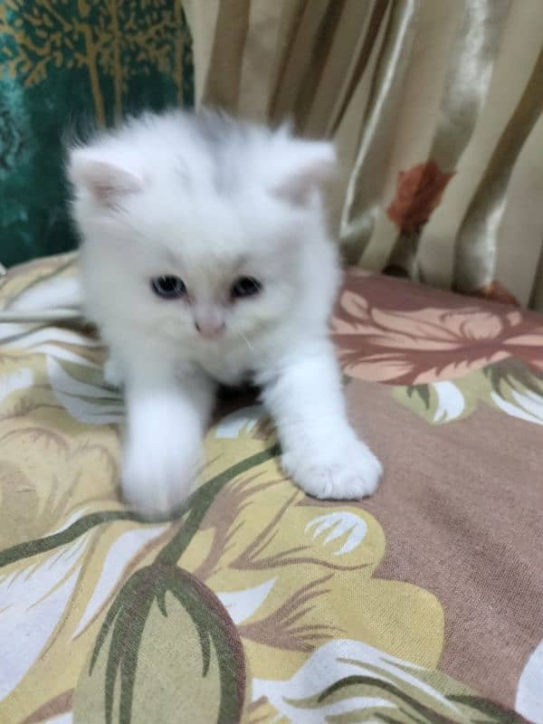 Persian kittens. . cat kittens 3