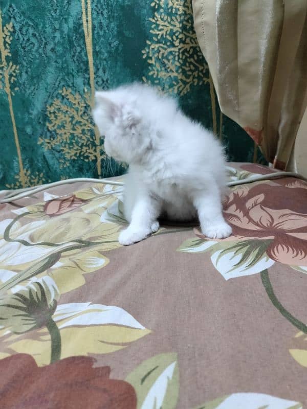 Persian kittens. . cat kittens 5