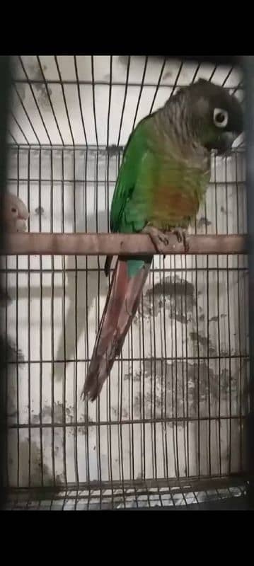 green cheek cnour 1