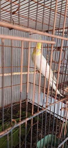 Coctiel