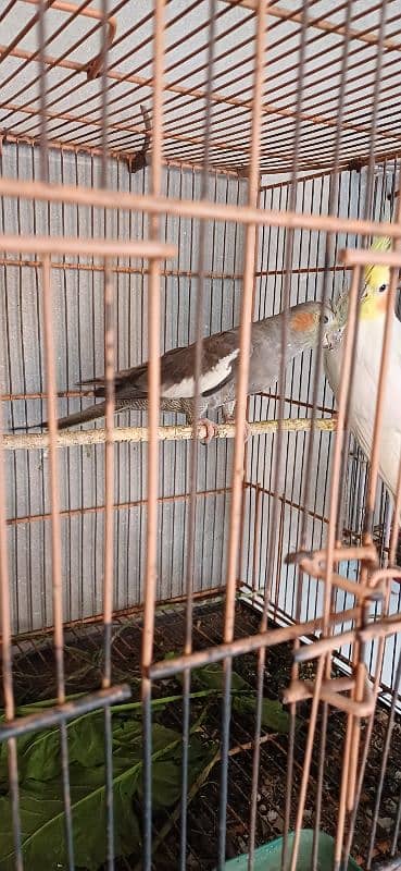 Coctiel Pair Common White Gray 1