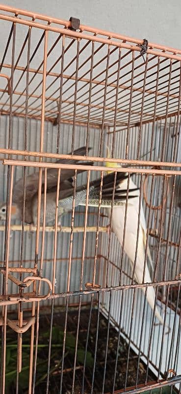 Coctiel Pair Common White Gray 3