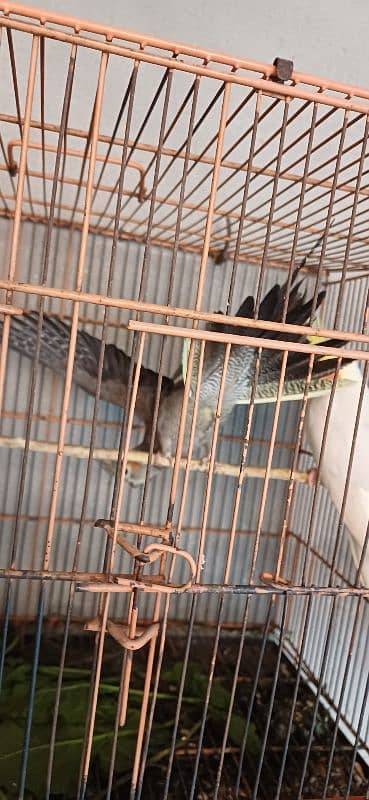 Coctiel Pair Common White Gray 4