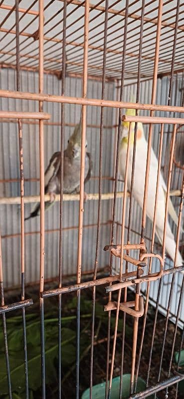 Coctiel Pair Common White Gray 6