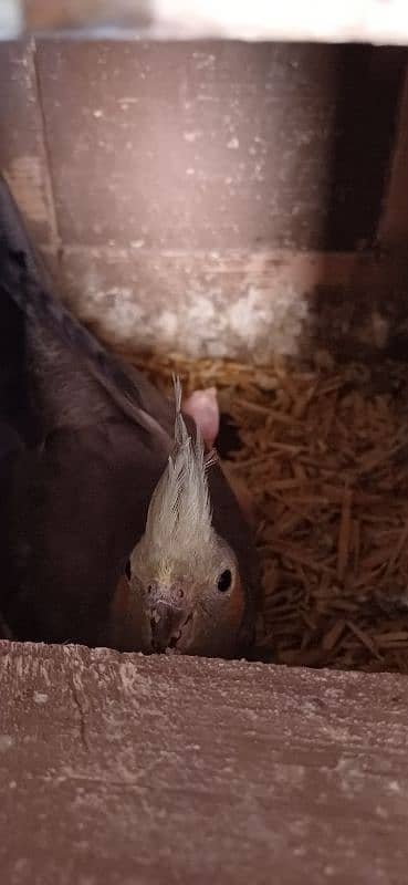 Coctiel Pair Common White Gray 8