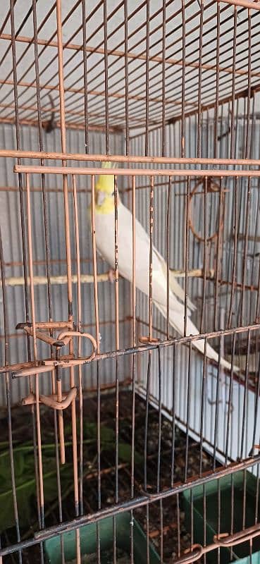 Coctiel Pair Common White Gray 9