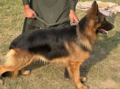 German shepherd