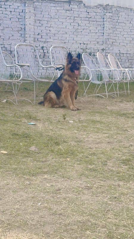 German shepherd 1