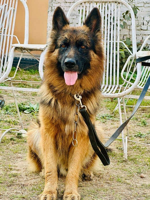 German shepherd 2