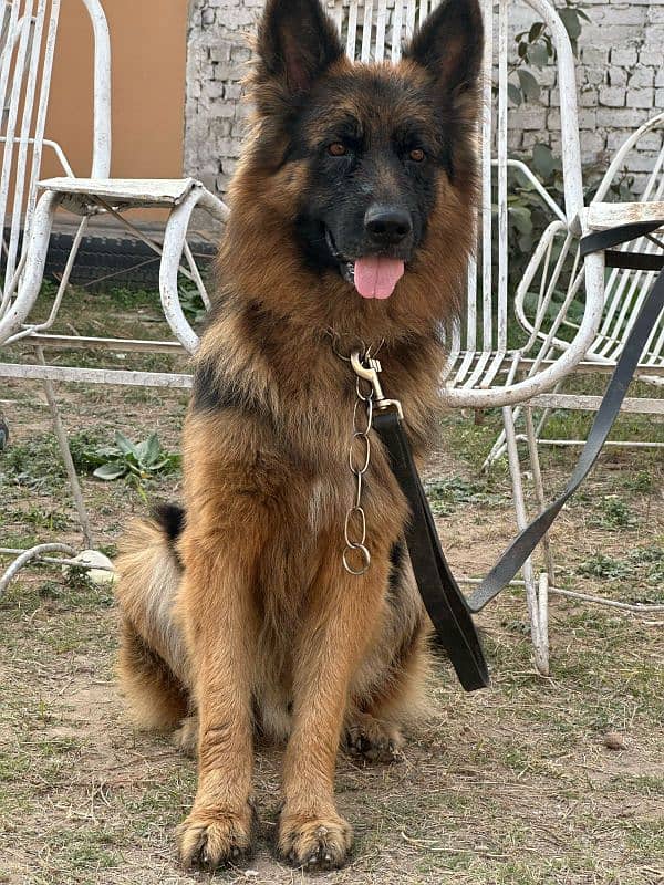 German shepherd 3