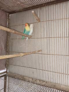 Lovebird for sale