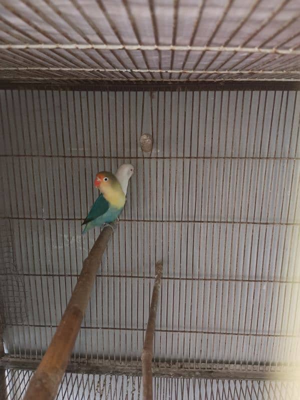 Lovebird for sale 1