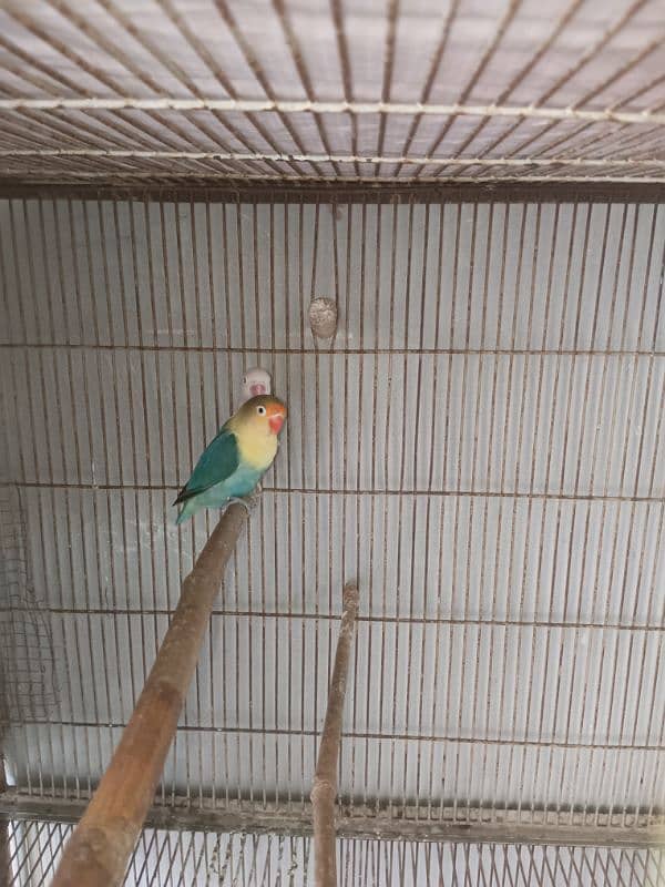 Lovebird for sale 2