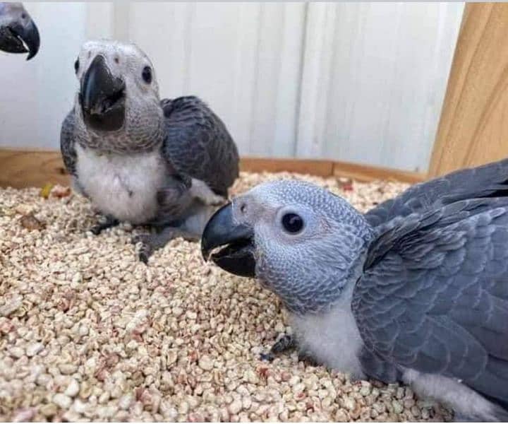 African grey parrot checks for sale03462738809 0