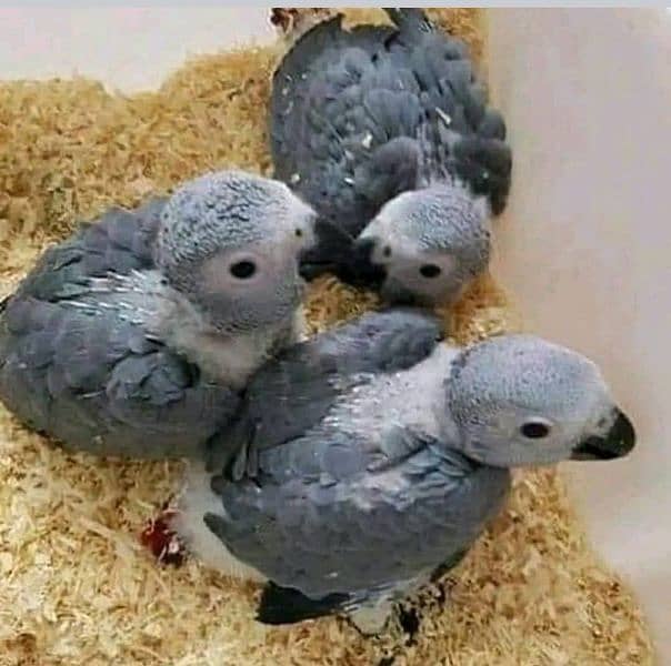 African grey parrot checks for sale03462738809 1