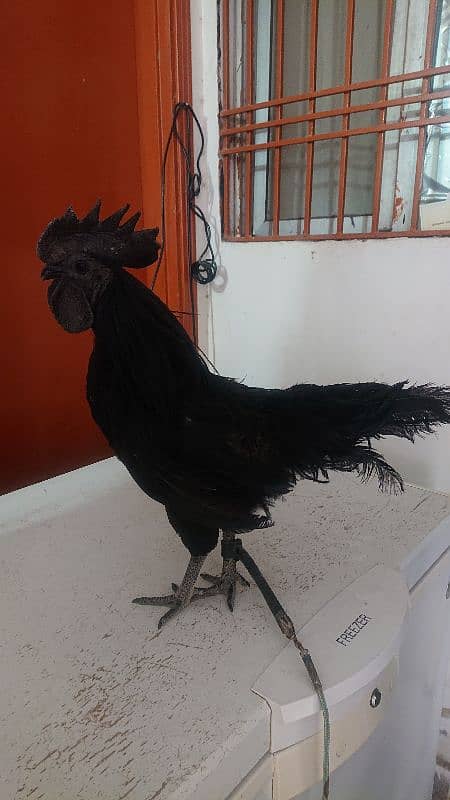 Ayam Cemani Pure Black Tongue 3