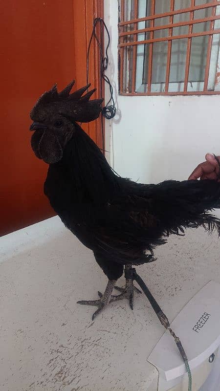 Ayam Cemani Pure Black Tongue 4