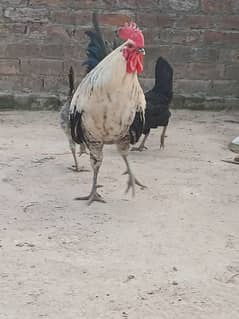 desi ghr k egg laying murghya hen