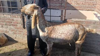 makai cheena pregnant goats available for sale