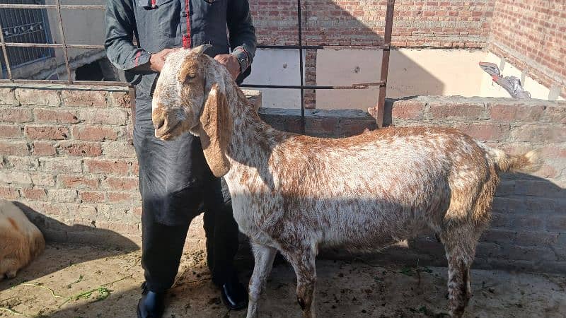 makai cheena pregnant goats available for sale 2