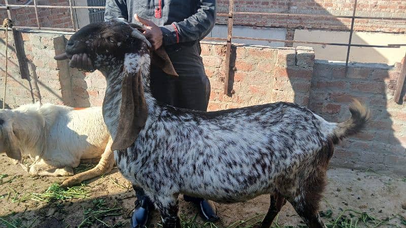 makai cheena pregnant goats available for sale 3