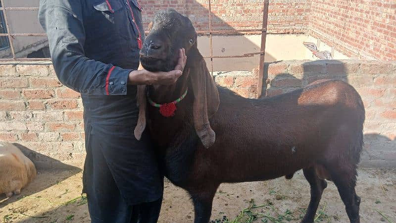 makai cheena pregnant goats available for sale 4