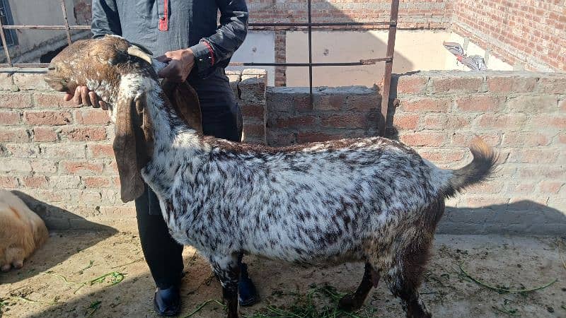 makai cheena pregnant goats available for sale 6